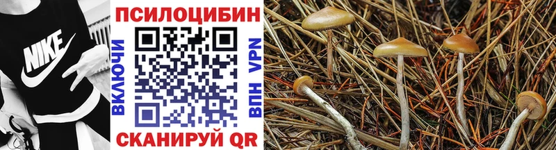Купить где  Кимовск  Галлюциногенные грибы Magic Shrooms 